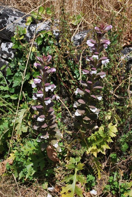 Acanthus mollis